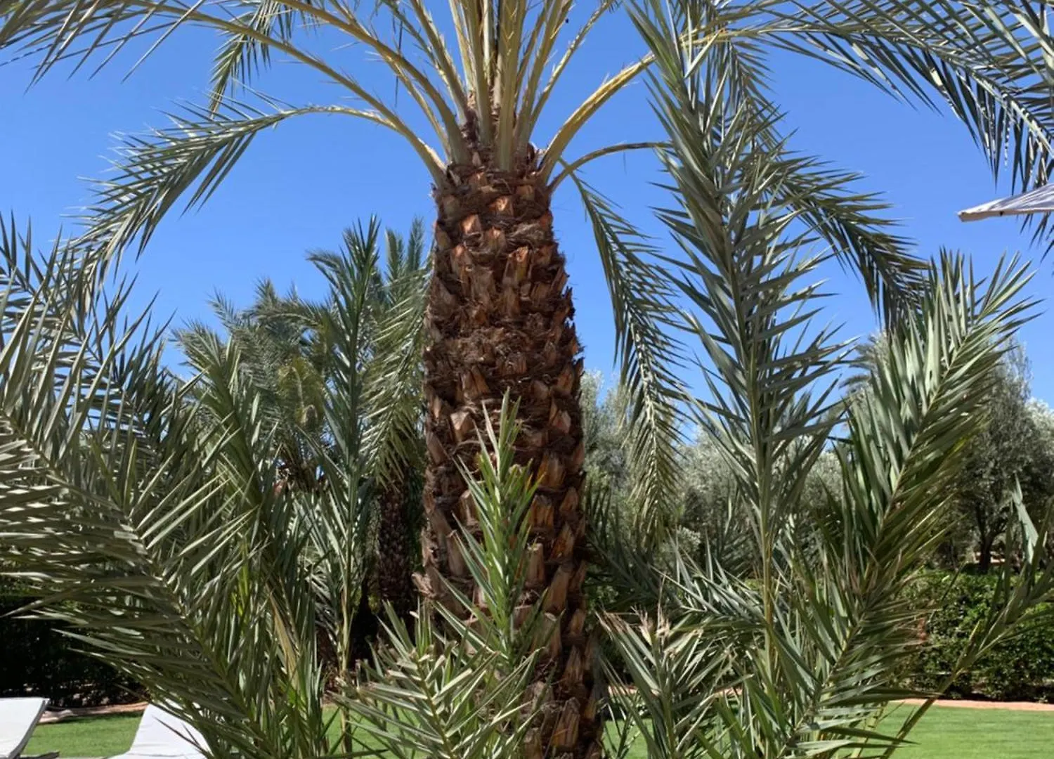 Villa Avec Piscine Privatisee A La Palmeraie Marrakesh